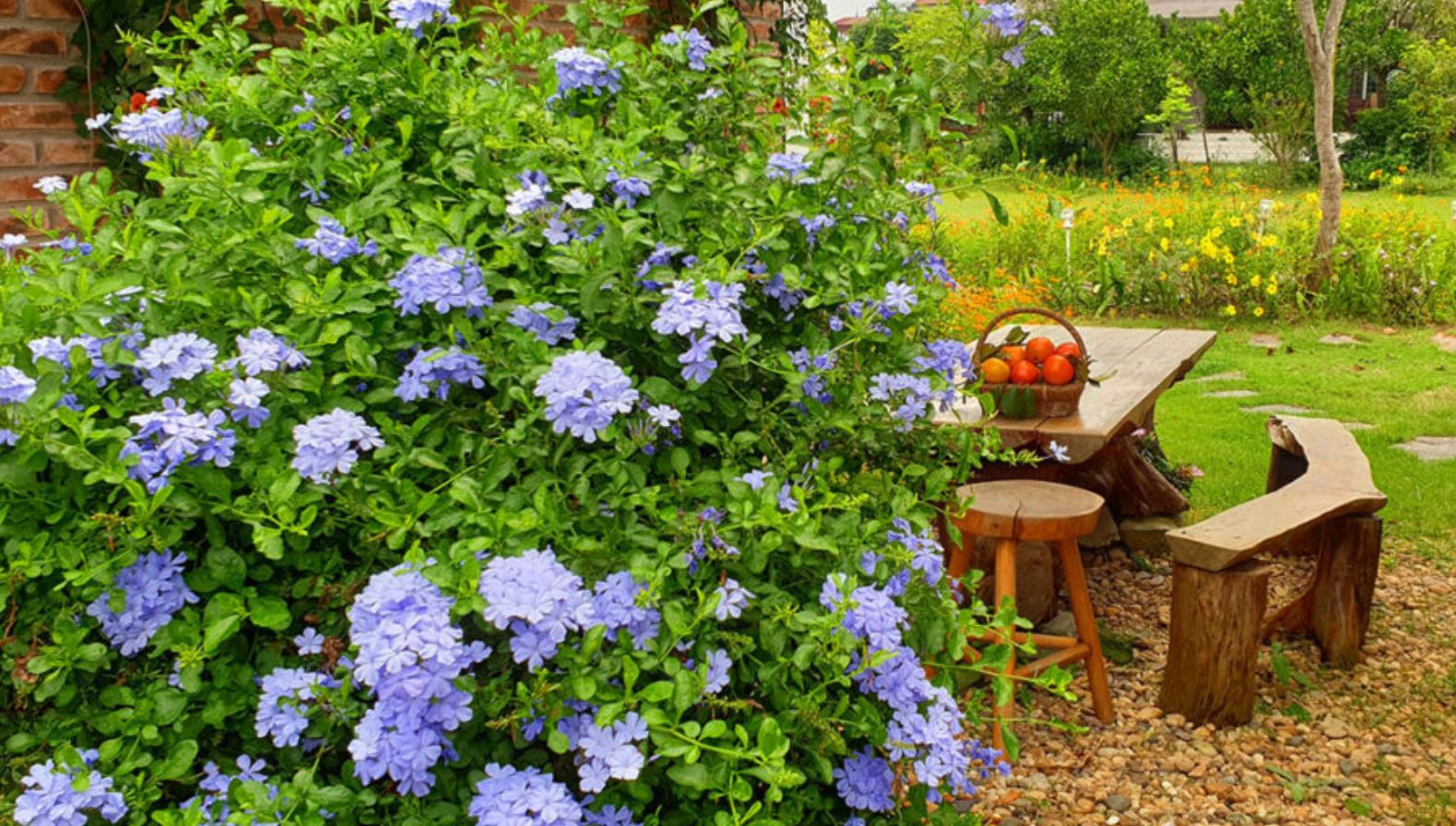 Lợi &iacute;ch của việc trồng c&acirc;y Hoa Thanh X&agrave;